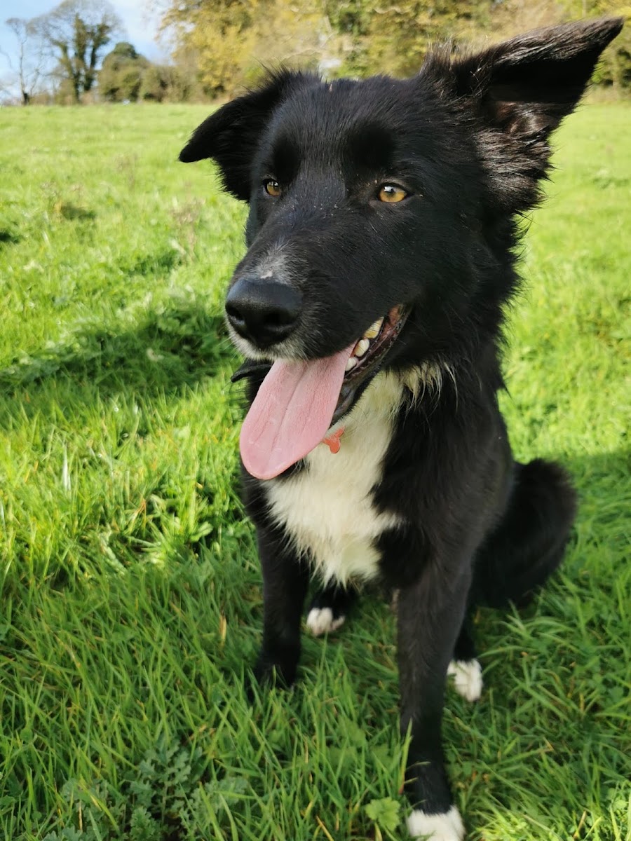 Corran Kennels