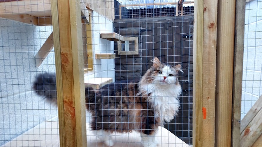 Country Paws Cattery
