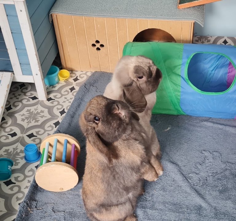 County Down Small Pet Holiday Boarding