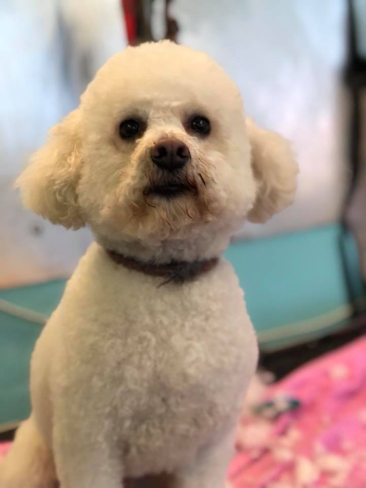 Cranmore Pet Hotel