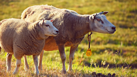 Crumlin Livestock Market