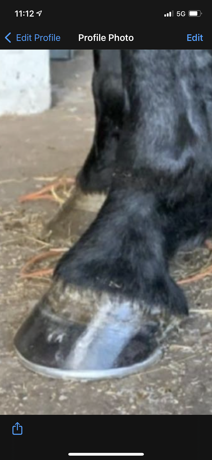 D.T. Farrier service