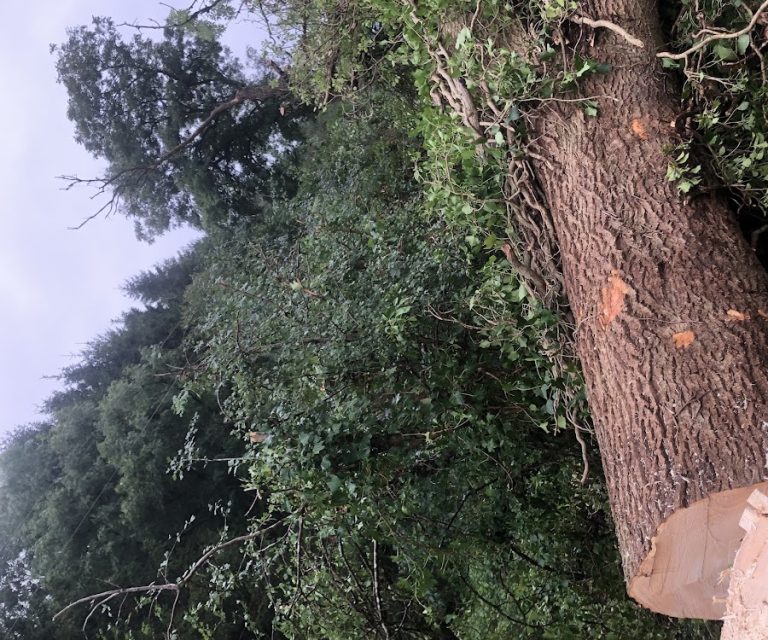 DPH Tree felling