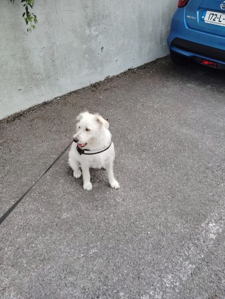 Declan’s Cheeky Pups Dog Grooming & Doggie Daycare