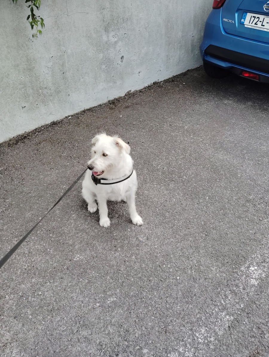 Declan’s Cheeky Pups Dog Grooming & Doggie Daycare