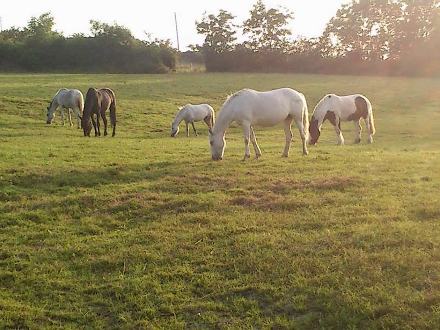 Derryham Stables