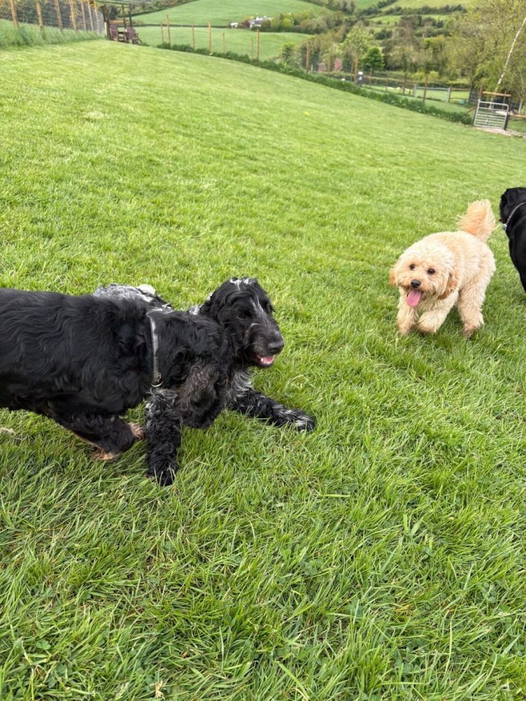 Doggie Digs
