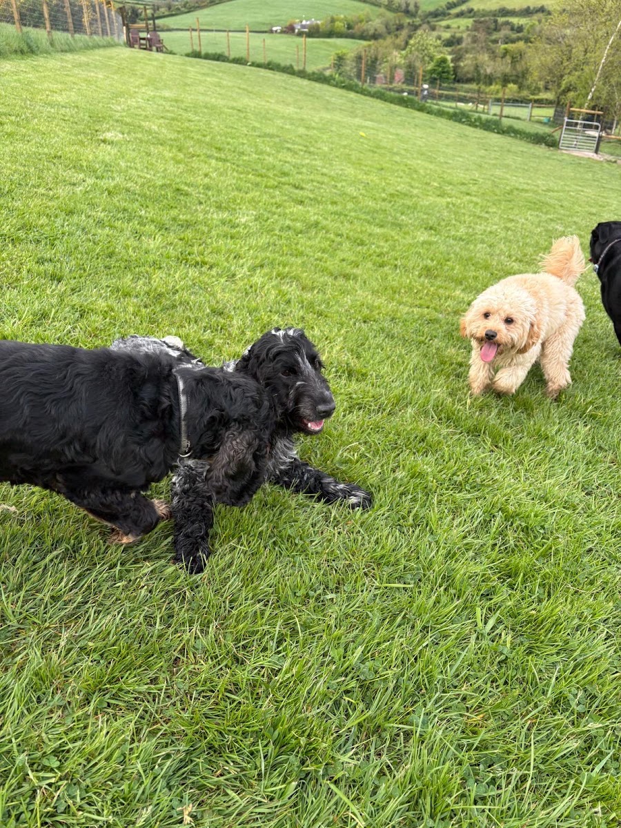 Doggie Digs
