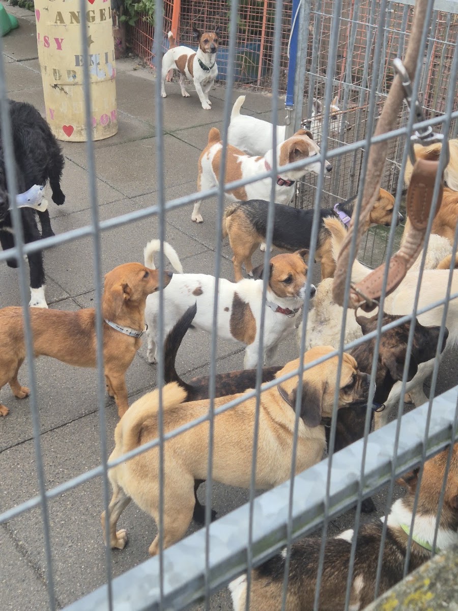 Dogs Aid Animal Sanctuary