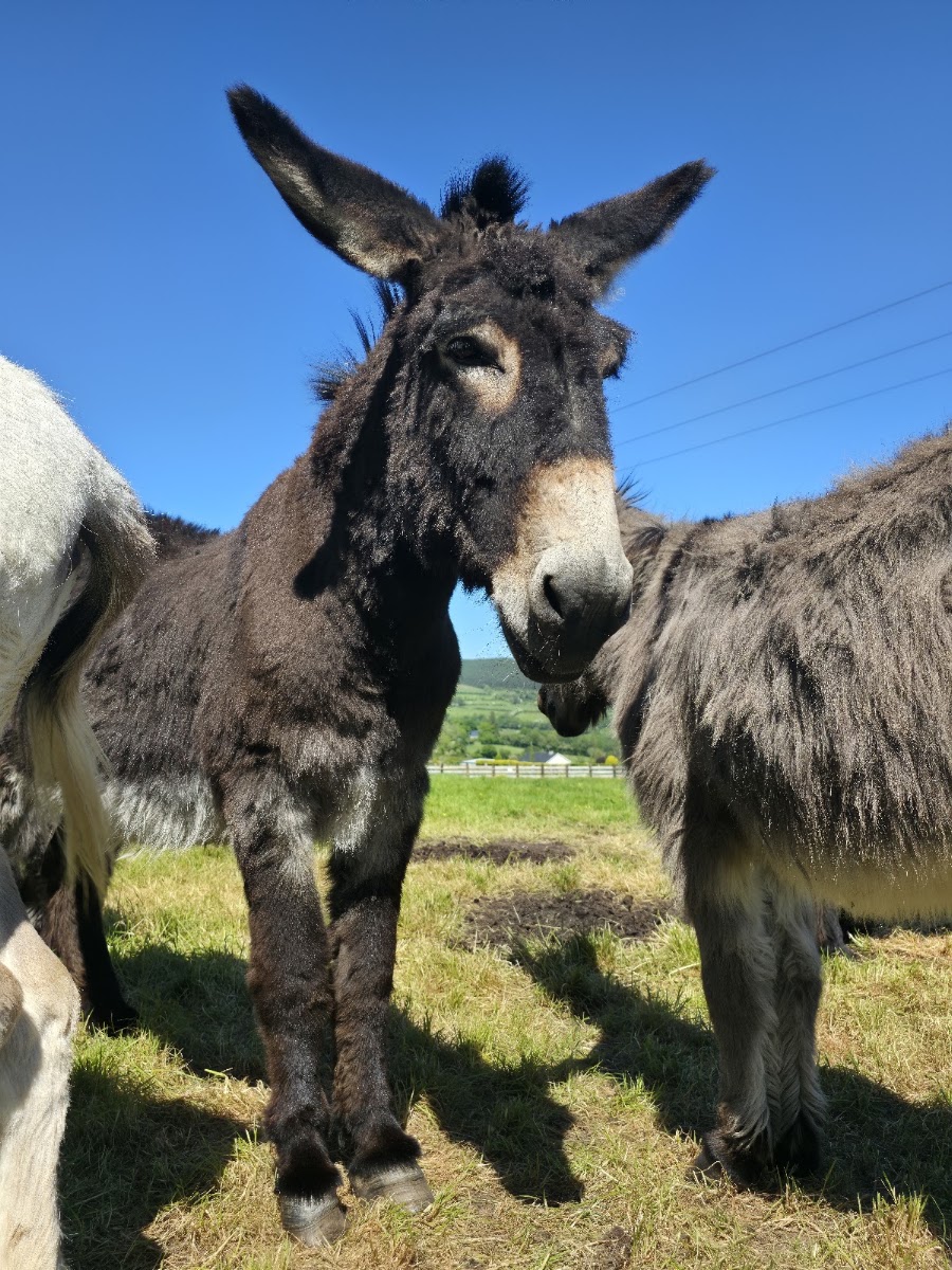 Donegal Donkey Sanctuary