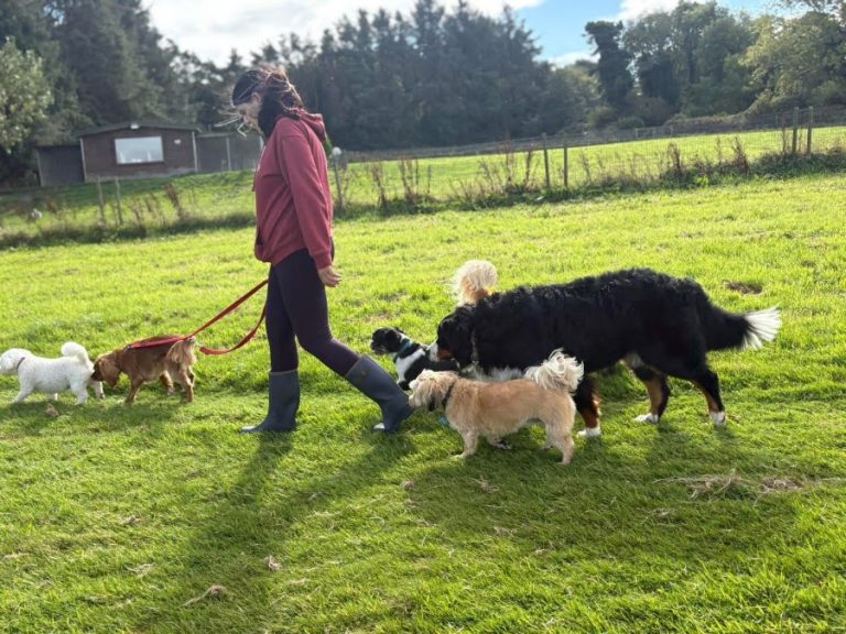 Doonane Dog Grooming & Boarding Kennels