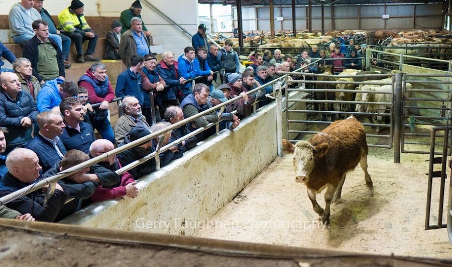 Dowra Mart