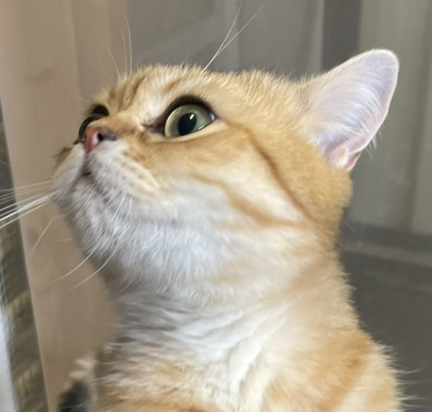 Dublin Cattery