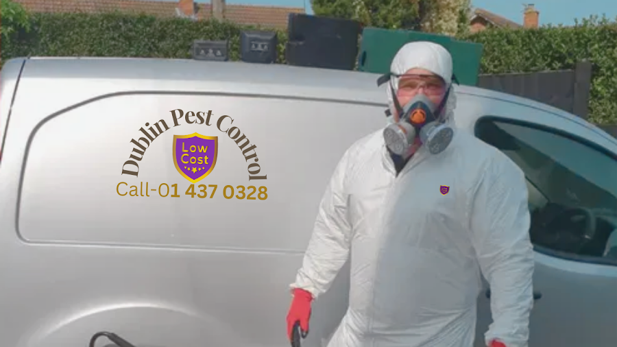Dublin Pest Control- Low Cost