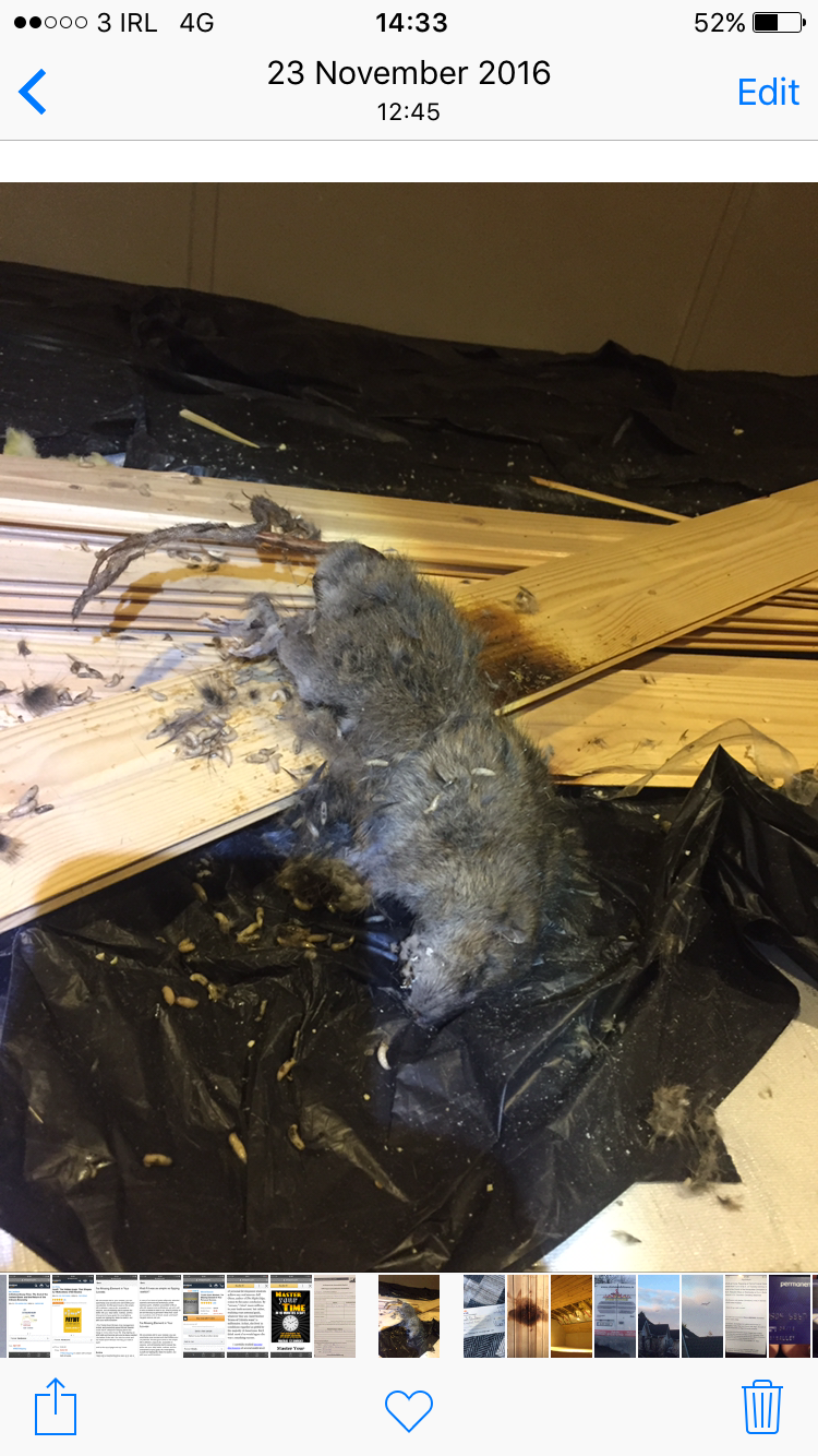 Effective Pest Control Dublin