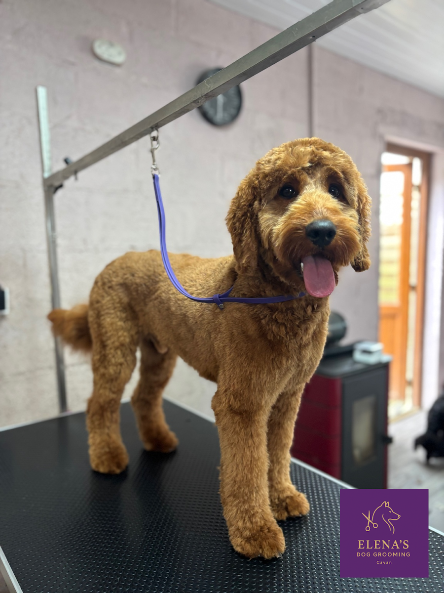 Elena’s Dog Grooming