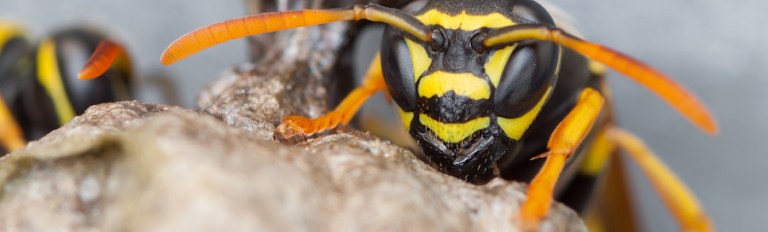 Elis Pest Control Cork – Expert, Effective, Discreet & Cost-Effective Pest Control at your Business.