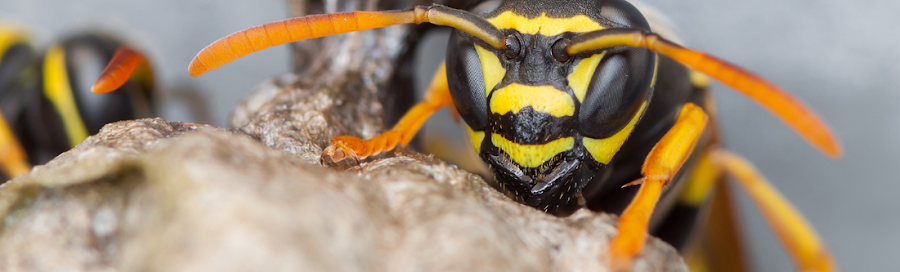 Elis Pest Control Cork – Expert, Effective, Discreet & Cost-Effective Pest Control at your Business.