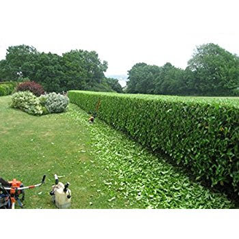 Erne Lawn Care & Gardening Services
