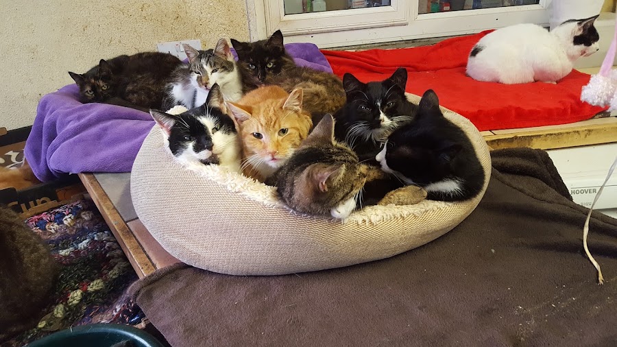 Fairyglen Community Animal Sanctuary