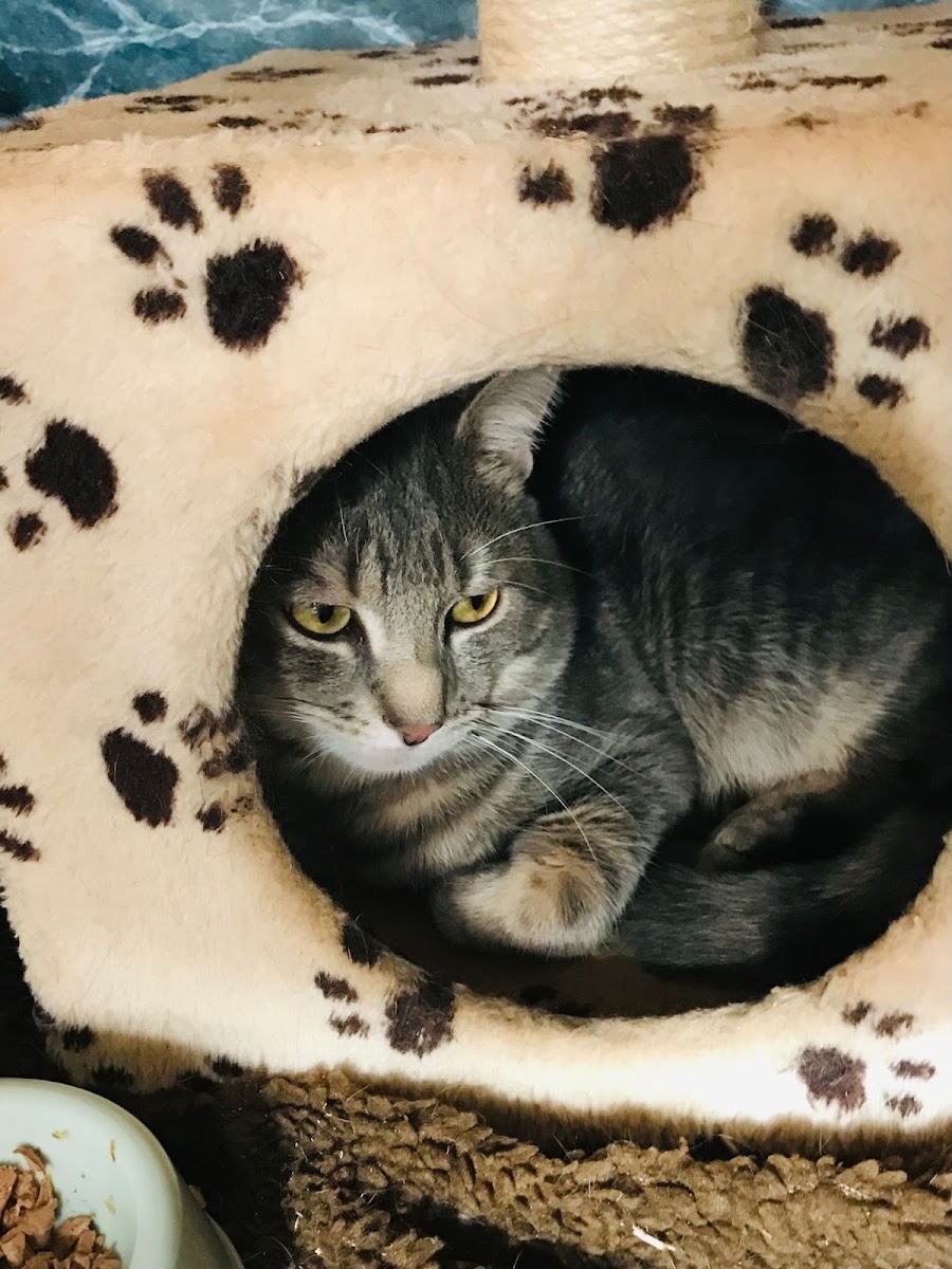 FelineFine Boutique Cattery