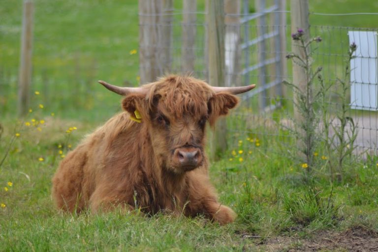 Fermanagh Fun Farm