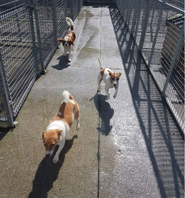 Four Paws Boarding Kennels
