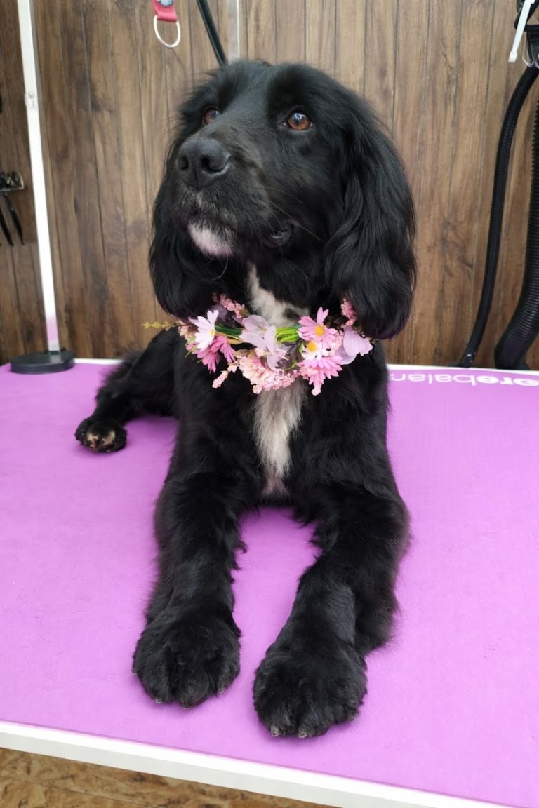 Furry Tails Dog home boarding & grooming