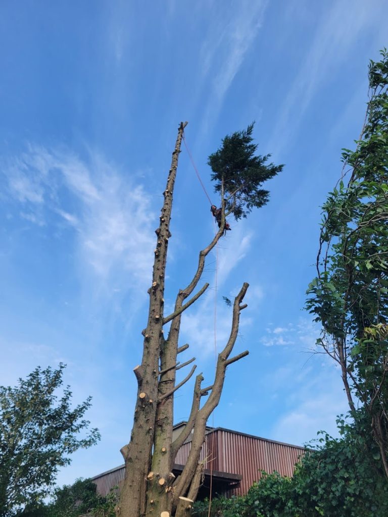 Garden & Tree Care