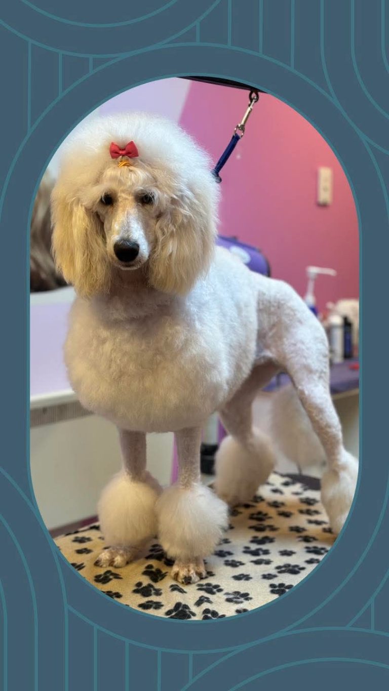 Glamour dog grooming salon