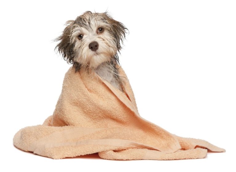 Glaslough Dog Grooming