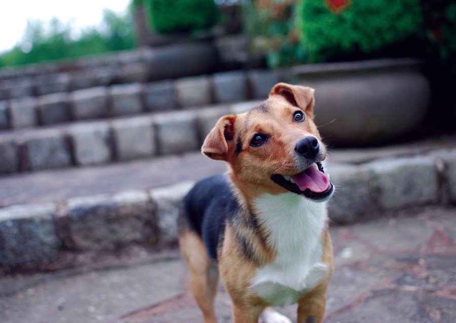 Grovehill Animal Trust