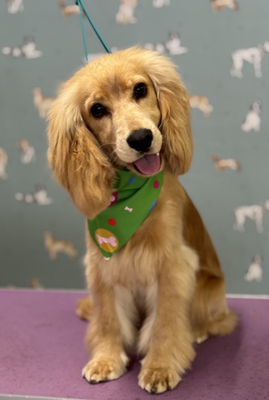 Happy Home Dog Grooming