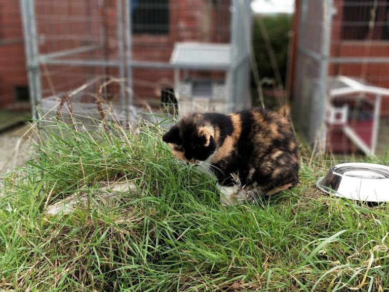 Hillview Animal Sanctuary