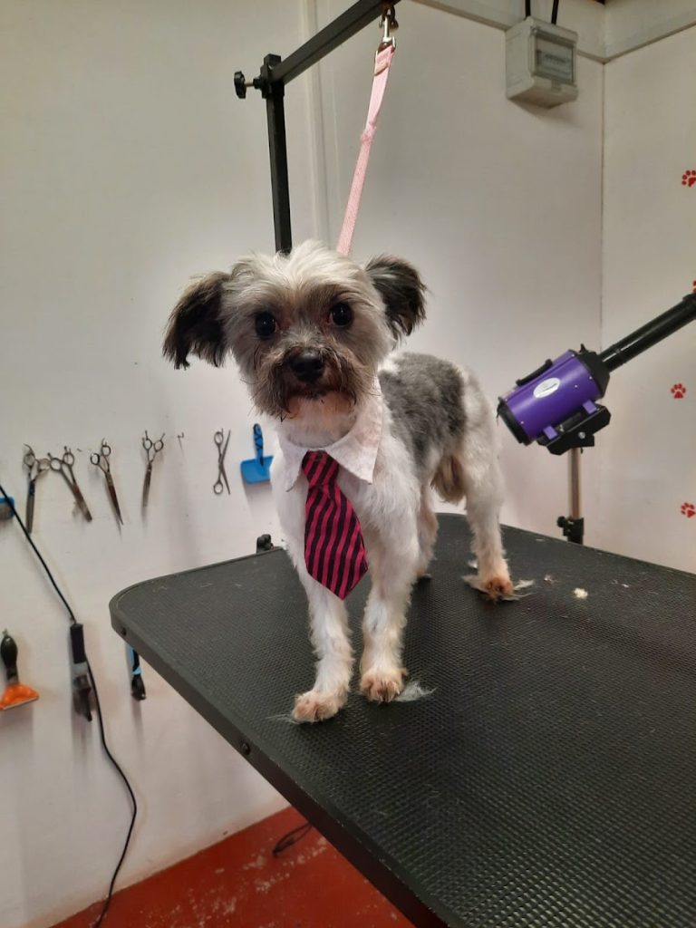 Hot Dogs grooming parlour.