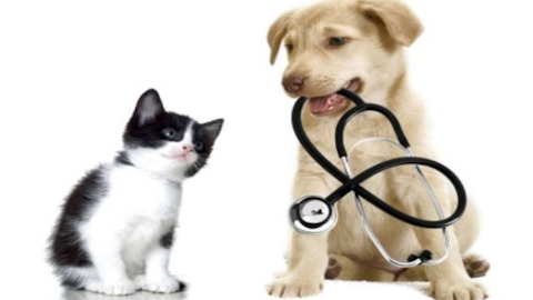 Inishfree Veterinary Hospital