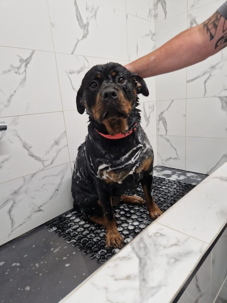 Julie Curtin Dog Grooming & self wash & dog accessories
