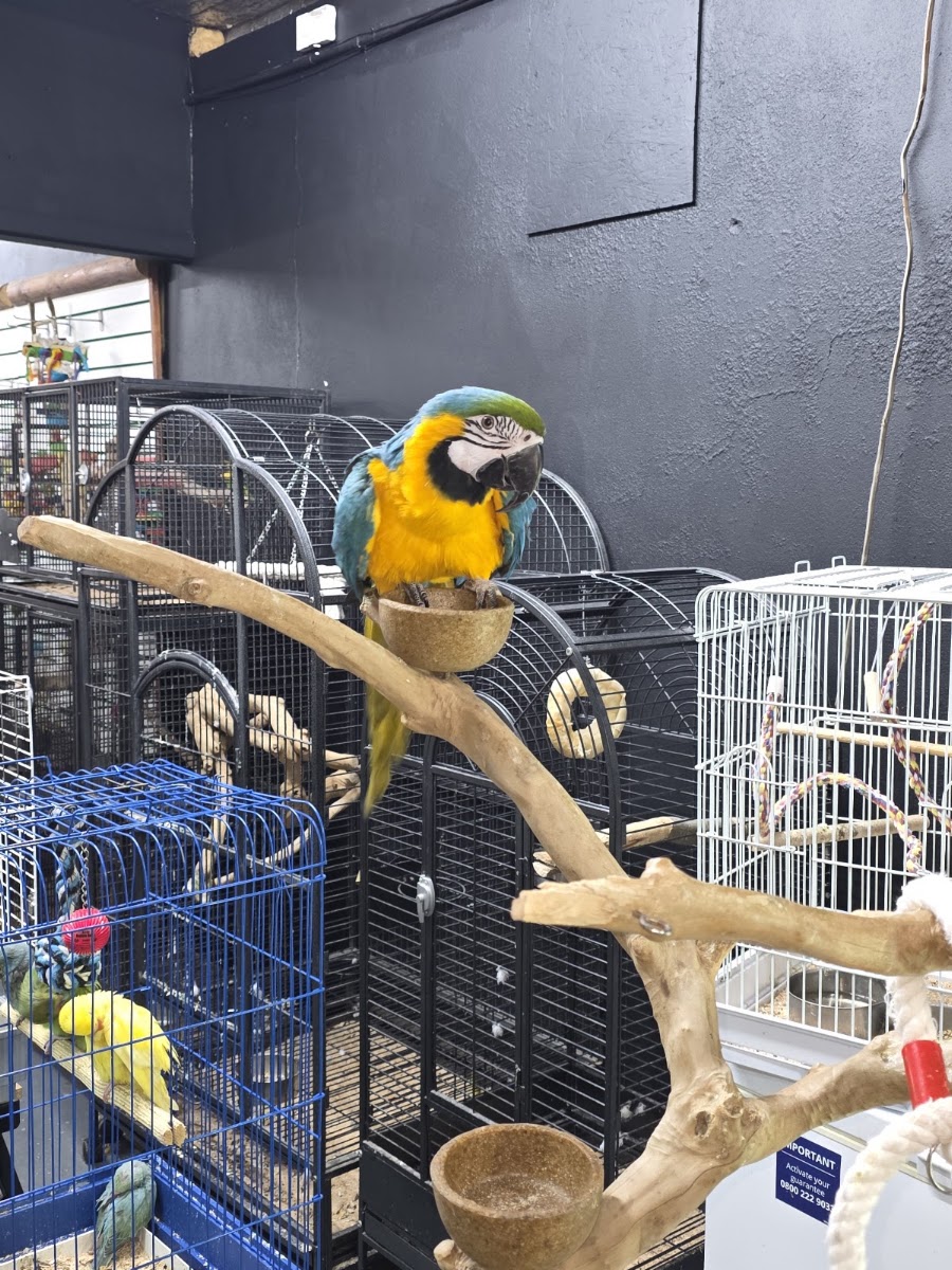 Jungle Pets