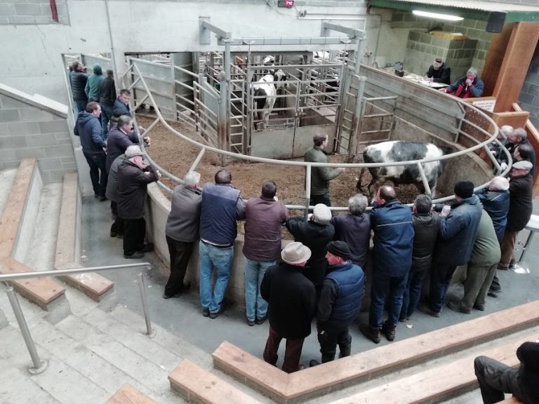 Kieran and McGee, Ardee Livestock Sales