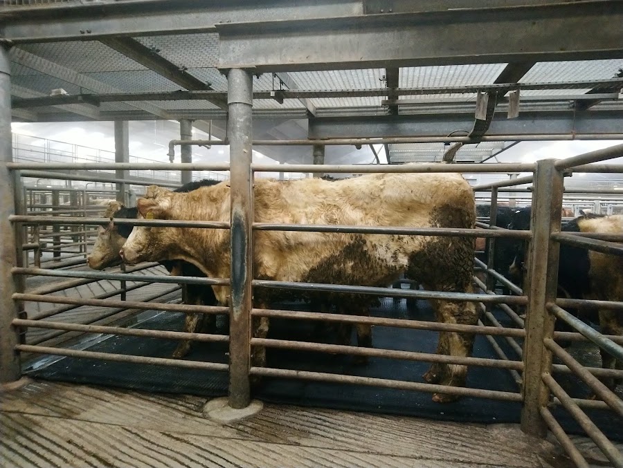 Kilkenny Mart