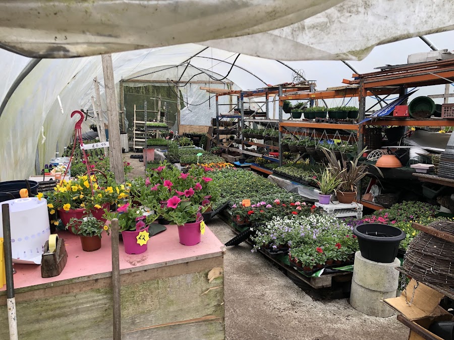 Kilknock garden nursery click and collect