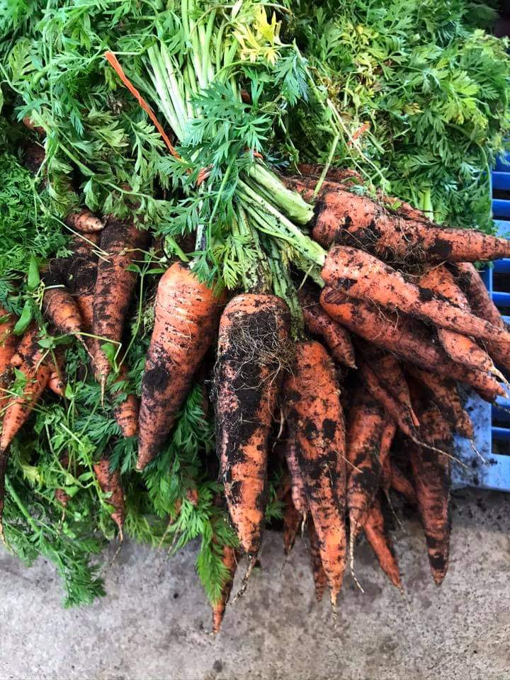 Lappin’s Vegetable Farm