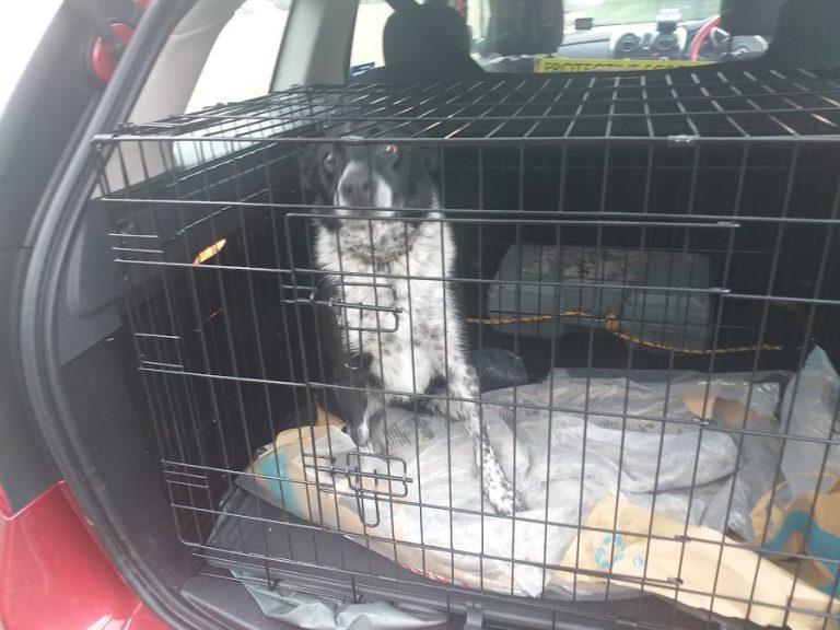 Leitrim Animal Welfare
