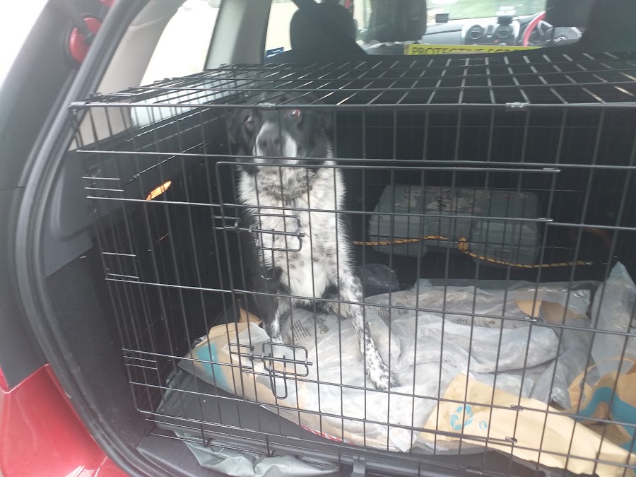 Leitrim Animal Welfare