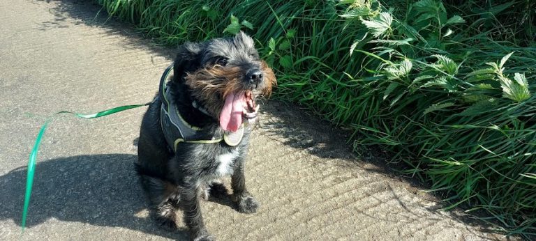 Loughy Dogs – Boarding Kennels Mid Ulster Northern Ireland