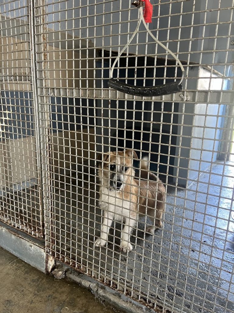 Louth SPCA