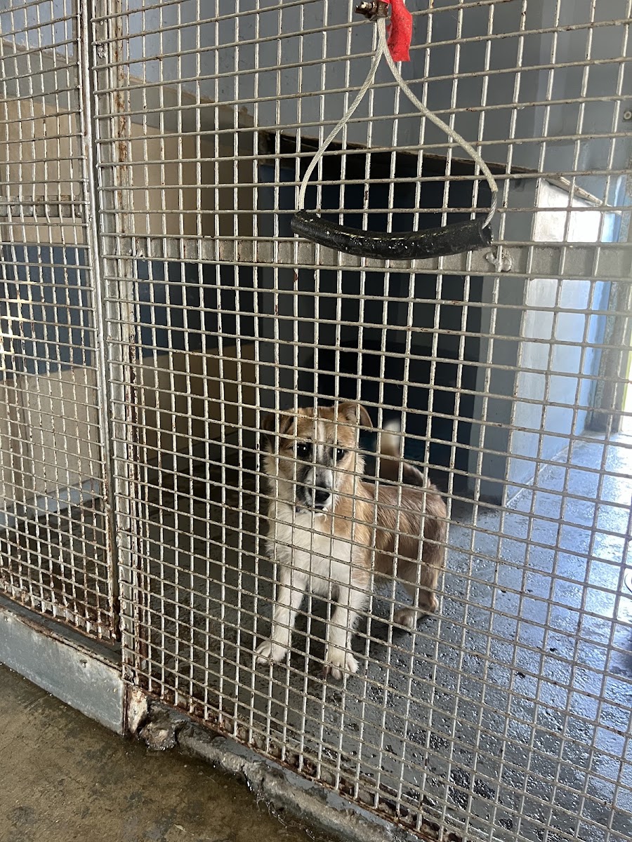 Louth SPCA