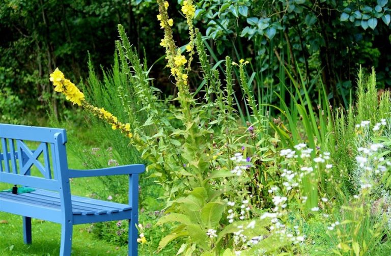 Maddie Dineen Garden Design