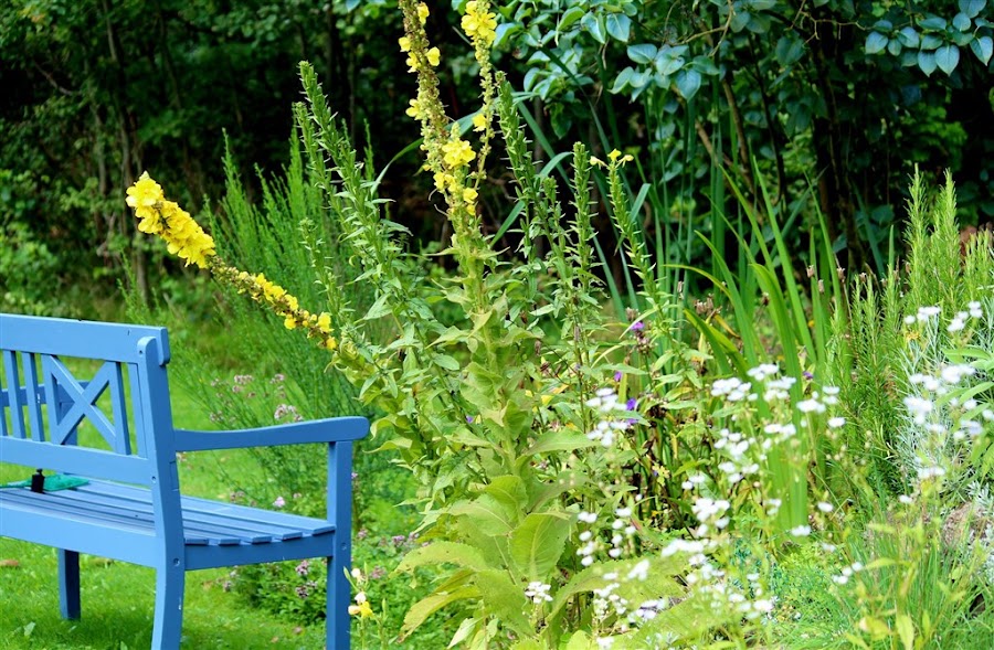 Maddie Dineen Garden Design