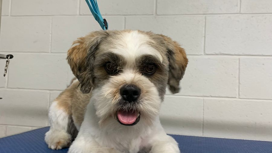 Many Paws Dog Grooming
